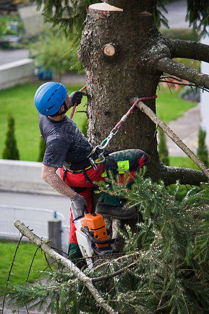 How Our Tree Care Process Works  in North Tustin, CA